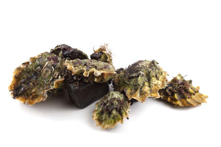 Oystersの写真素材