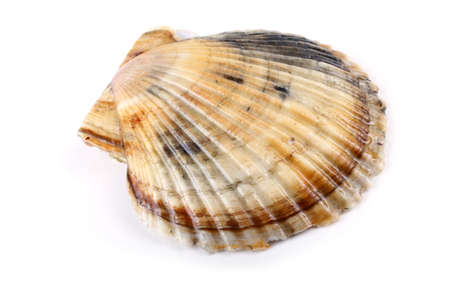 Scallopの写真素材