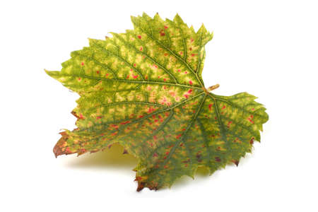 Autumn maple leafの写真素材