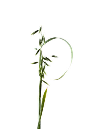 Oats ear on whiteの写真素材