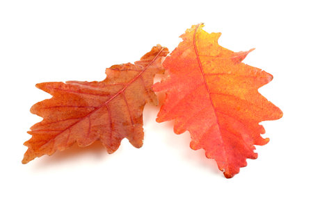Two red autumn oak leves