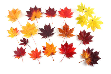 Autumn maple leaves