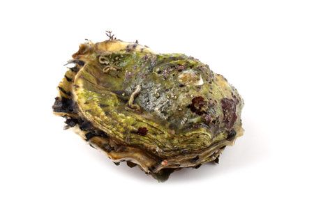 Oyster on white background