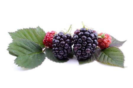 Blackberries on leavesの写真素材
