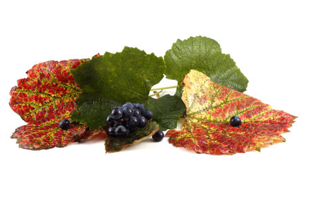White wine grape on autumn leaves