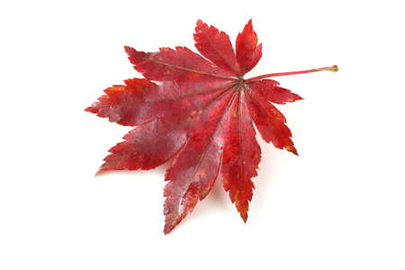 Red maple leaf on whiteの写真素材