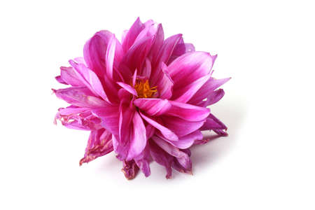 Pink dahlia flowersの写真素材