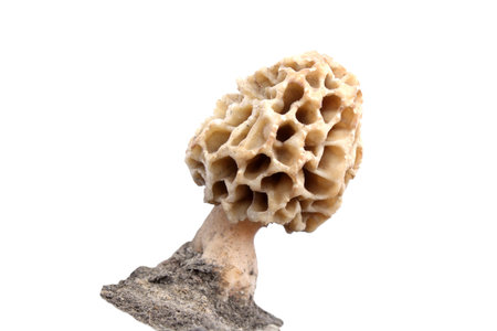 Growing morel.