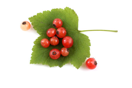 Red currant on leaf