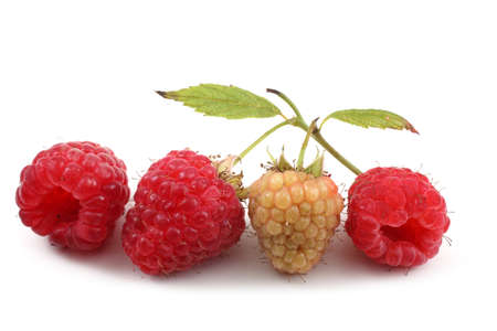 Raspberries with leavesの写真素材