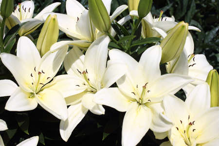 White lilies in gardenの写真素材