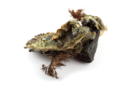 Two oysters on white