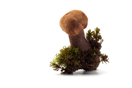 Growing brown boletus mushroom