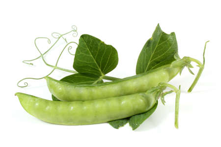 Pea and leavesの写真素材