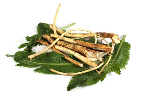 Horseradish on leavesの写真素材