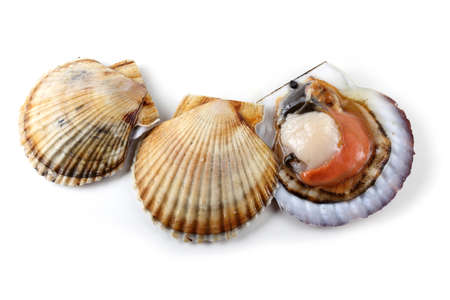 Scallops and opened scallopの写真素材