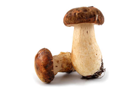 King bolete (boletus edulis) isolated on whiteの写真素材