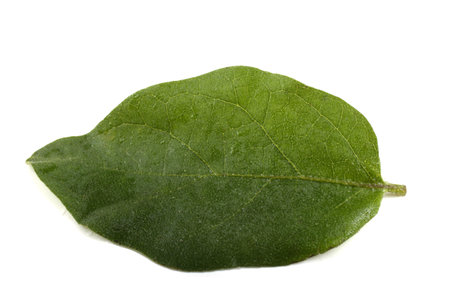 Aubergine leaf