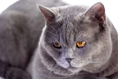 Funny British cat. Focus on eye.の写真素材