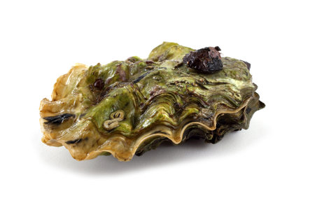 Oysterの写真素材