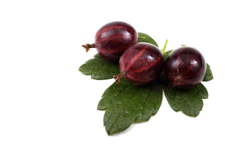 Black-violet gooseberries on leafの写真素材