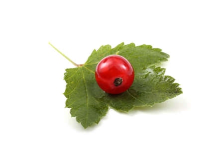 Red currant on leafの写真素材
