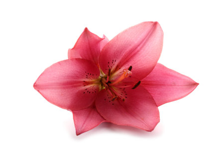 Pink lilyの写真素材