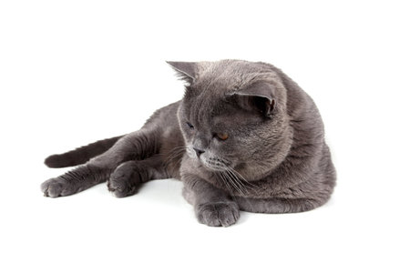 Lying British catの写真素材