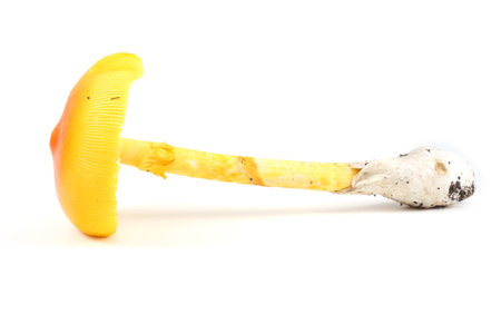 Caesar's mushroom. Delicacy. Popular in Southern Europe. This mushroom was popular in The Roman Empireの写真素材