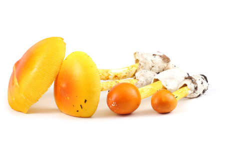 Caesar's mushroom. Delicacy. Popular in Southern Europe. This mushroom was popular in The Roman Empireの写真素材