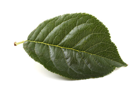 Plum leafの写真素材