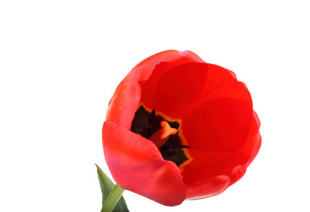 Growing red tulipの写真素材