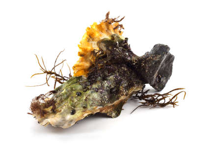 Oystersの写真素材