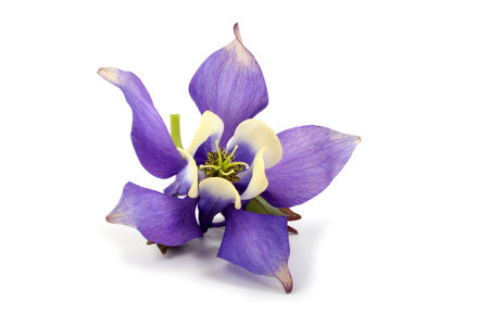 Blue aquilegia flowerの写真素材