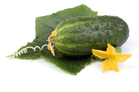 Cucumber, leaf, tendril and flowerの写真素材