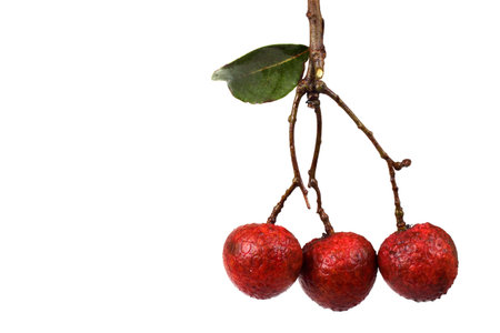 Lychee fruit. Far Eastern delicacy. Fruit is very popular in China.の写真素材