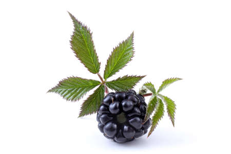 Blackberry and leavesの写真素材