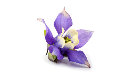 Blue aquilegia flowerの写真素材