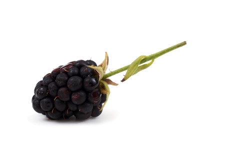Blackberriyの写真素材