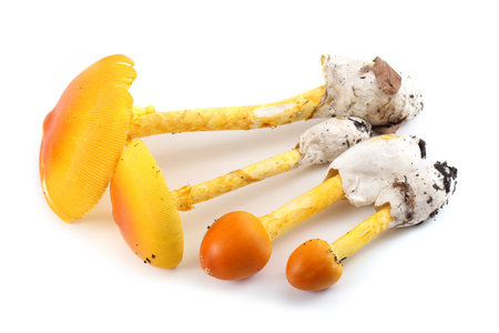 Caesar's mushroom. Delicacy. Popular in Southern Europe. This mushroom was popular in The Roman Empireの写真素材