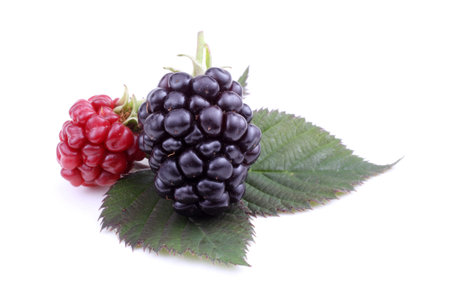 Blackberries on leafの写真素材