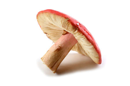 Russule mushroomの写真素材