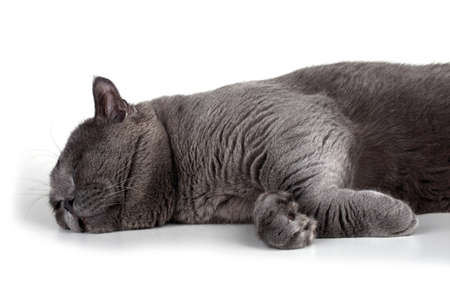 Lying British catの写真素材