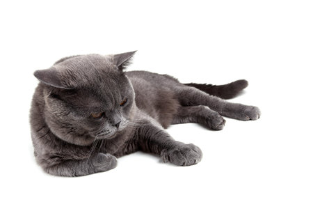 Lying British catの写真素材