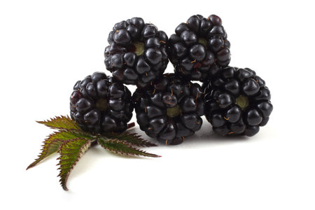 Blackberries and leaves
