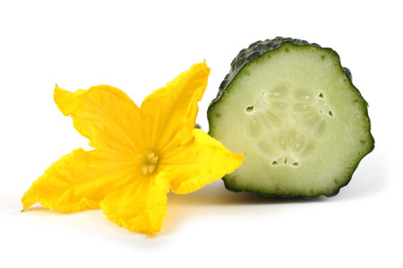 Cucumber half and flowerの写真素材