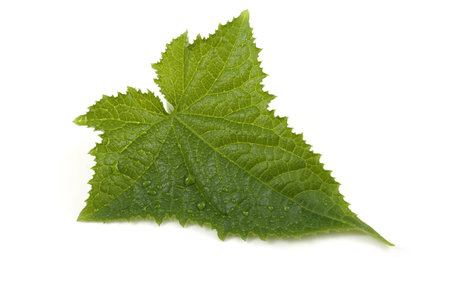 cucumber leaf