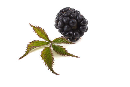 Blackberry and leafの写真素材