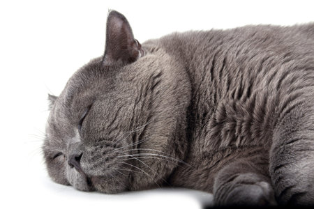 Lying British catの写真素材