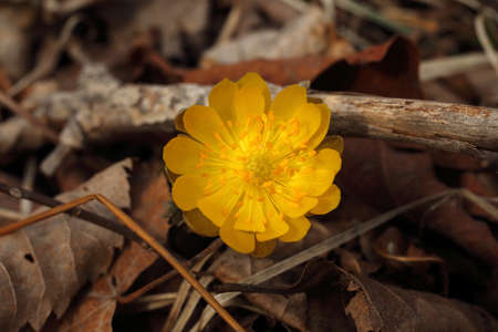 Adonis amurensis, Far Eastern snowdropの写真素材